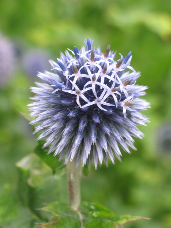 Echinops ritro   / Globe Thistle