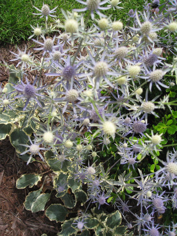 Eryngium planum 'Jade Frost'  / Variegated Sea Holly