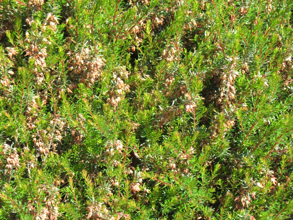 Erica carnea 'Vivelli'  / Heather