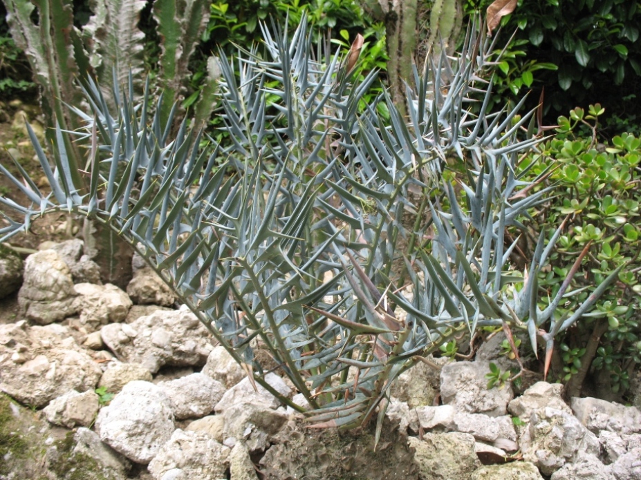 Encephalartos horridus / Blue Sago, Eastern Cape Blue Cycad