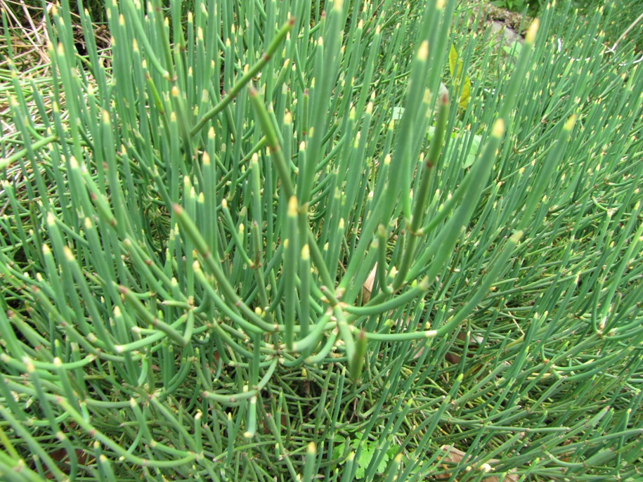 Ephedra distachya / Ephedra distachya