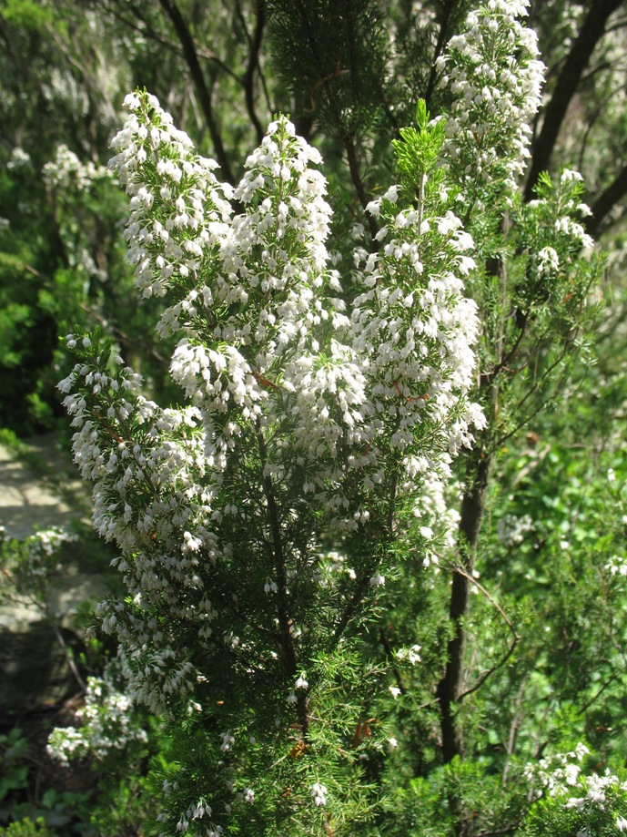 Erica scoparia / Erica scoparia