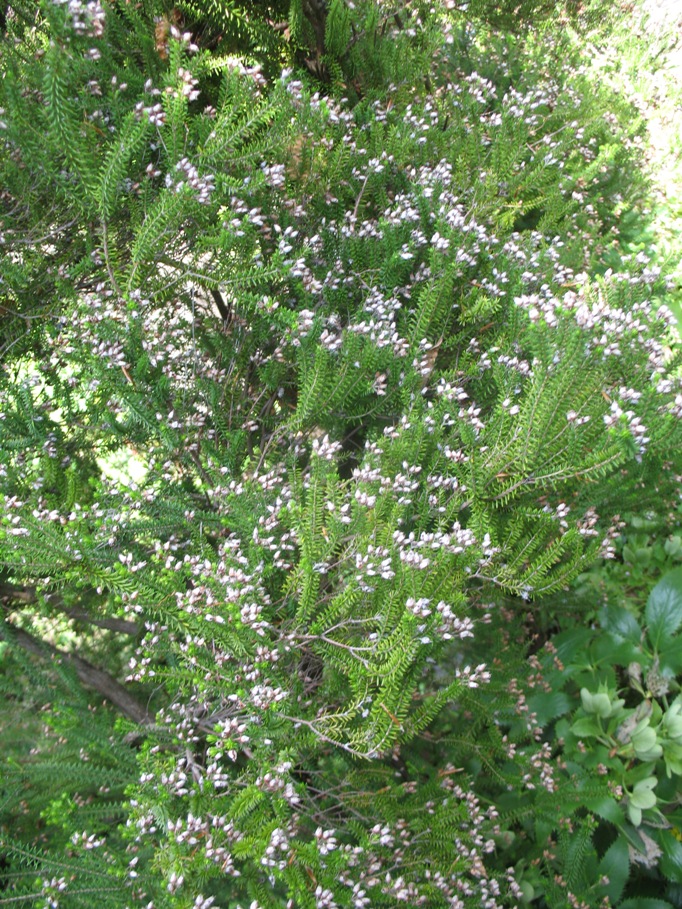 Erica terminalis / Erica terminalis