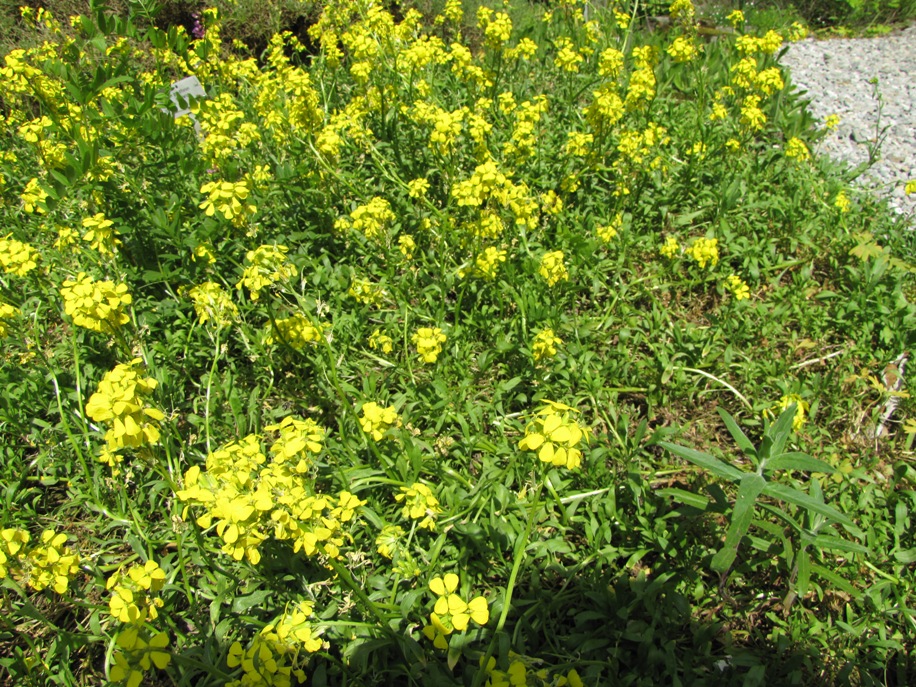 Erysimum sylvestre / Erysimum sylvestre