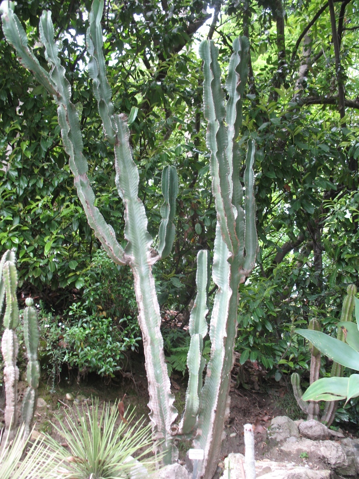 Euphorbia candelabrum / Candelabra Tree, Naboom
