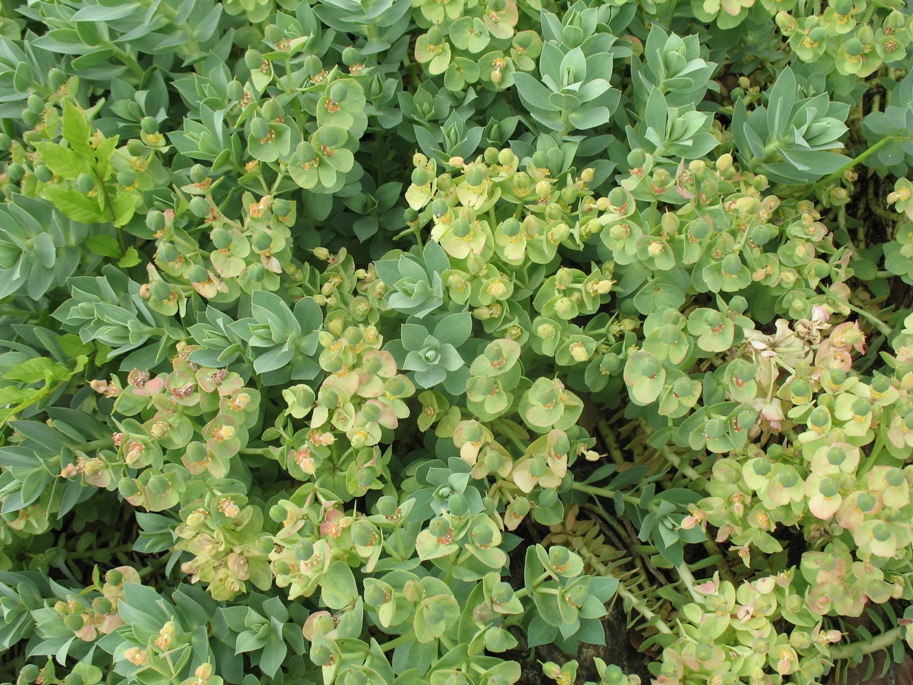Euphorbia myrsinites  / Myrtle Spurge, Donkey Tail