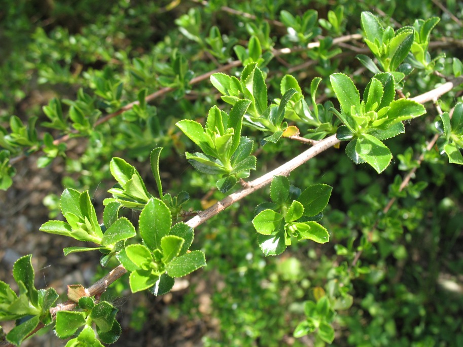 Escallonia 'Donard Radiance' / 