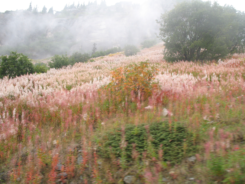 Epilobium angustifolium   / Fireweed, Rosebay Willowherb