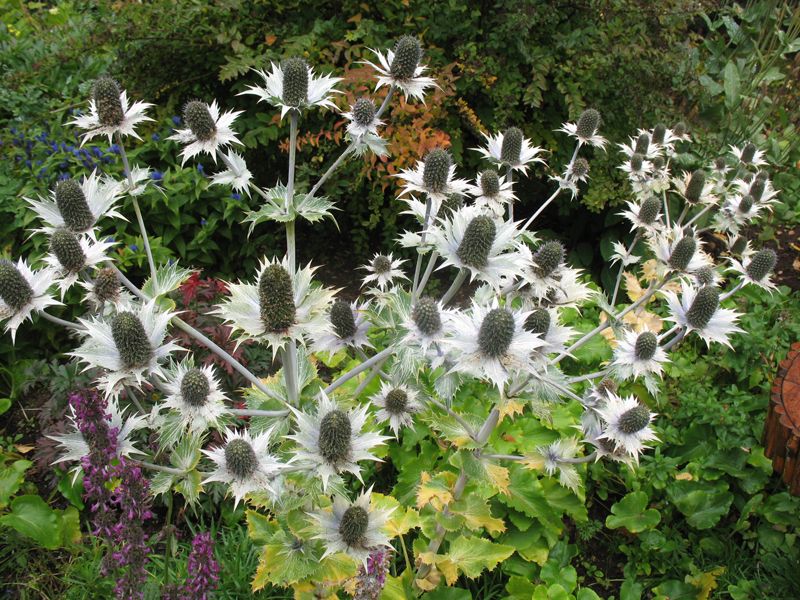 Eryngium giganteum 'Miss Willmott's Ghost'  / Giant Sea Holly