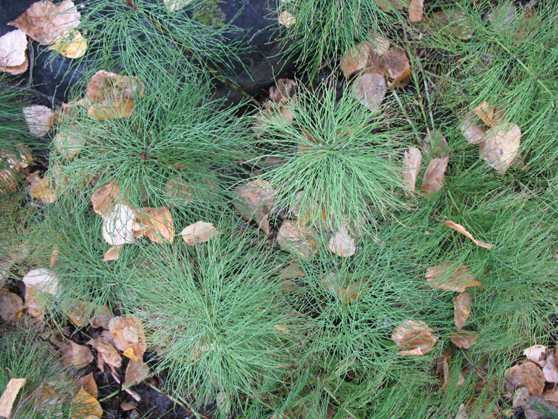 Equisetum pratense  / Meadow Horsetail