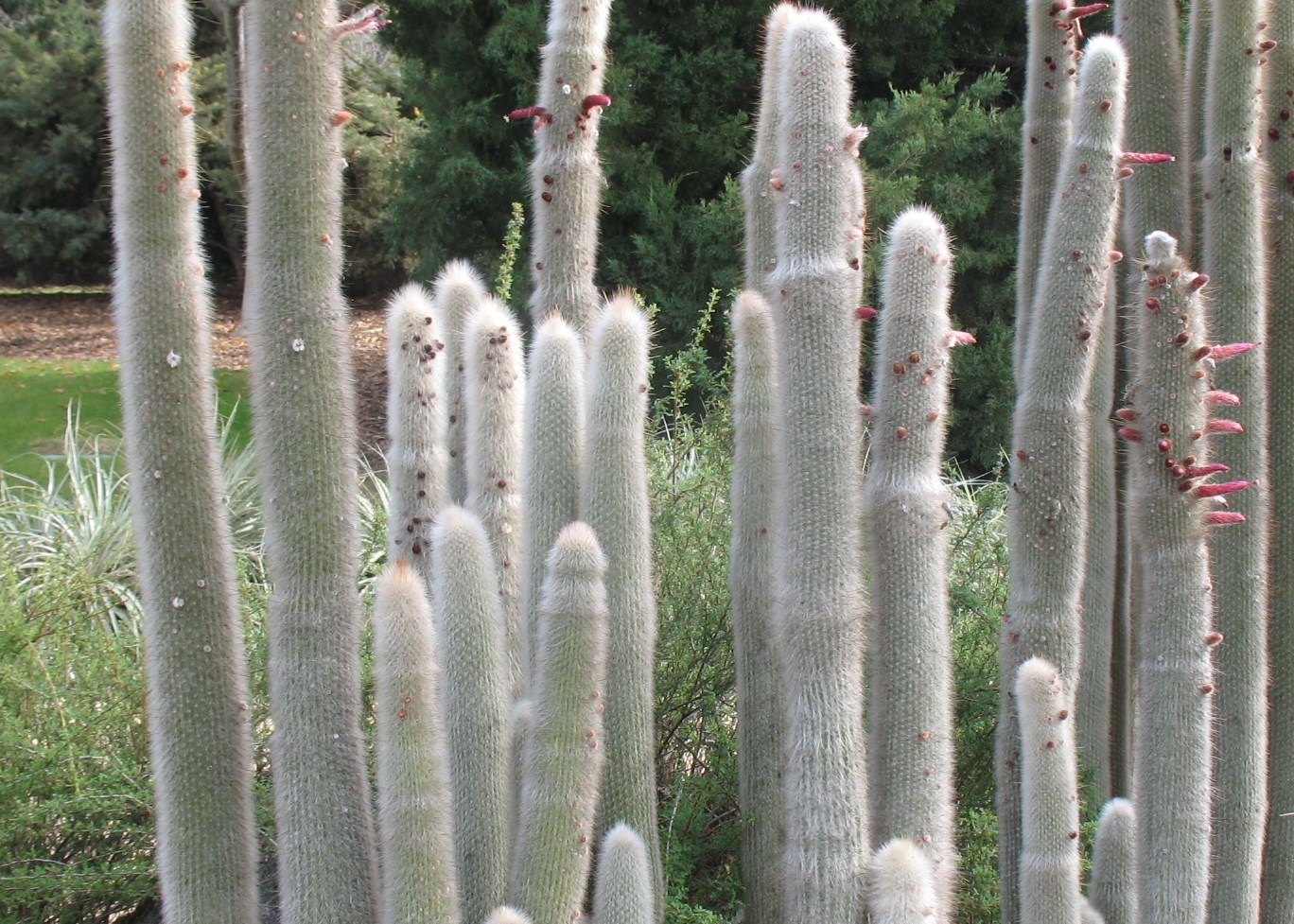 Echinopsis Hybrid / Hybrid Cactus