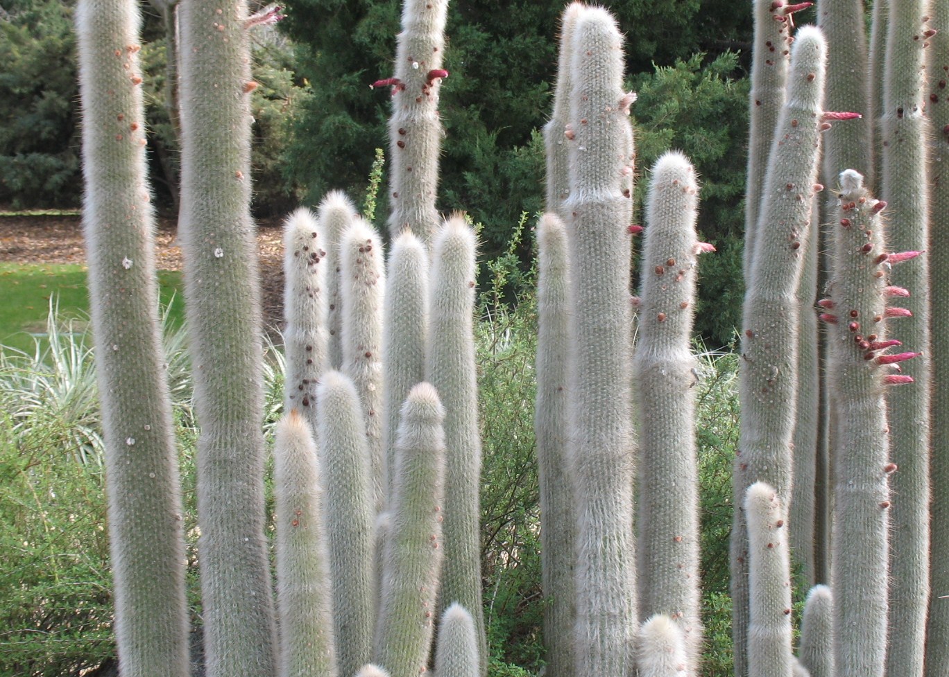 Echinopsis Hybrid / Echinopsis Hybrid