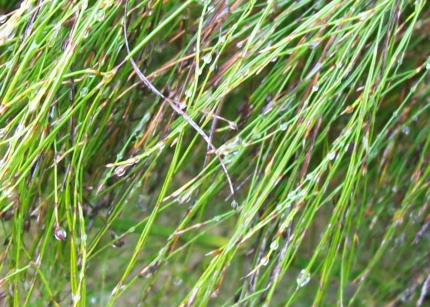 Elegia capensis  / Broom Reed, Horsetail Restio
