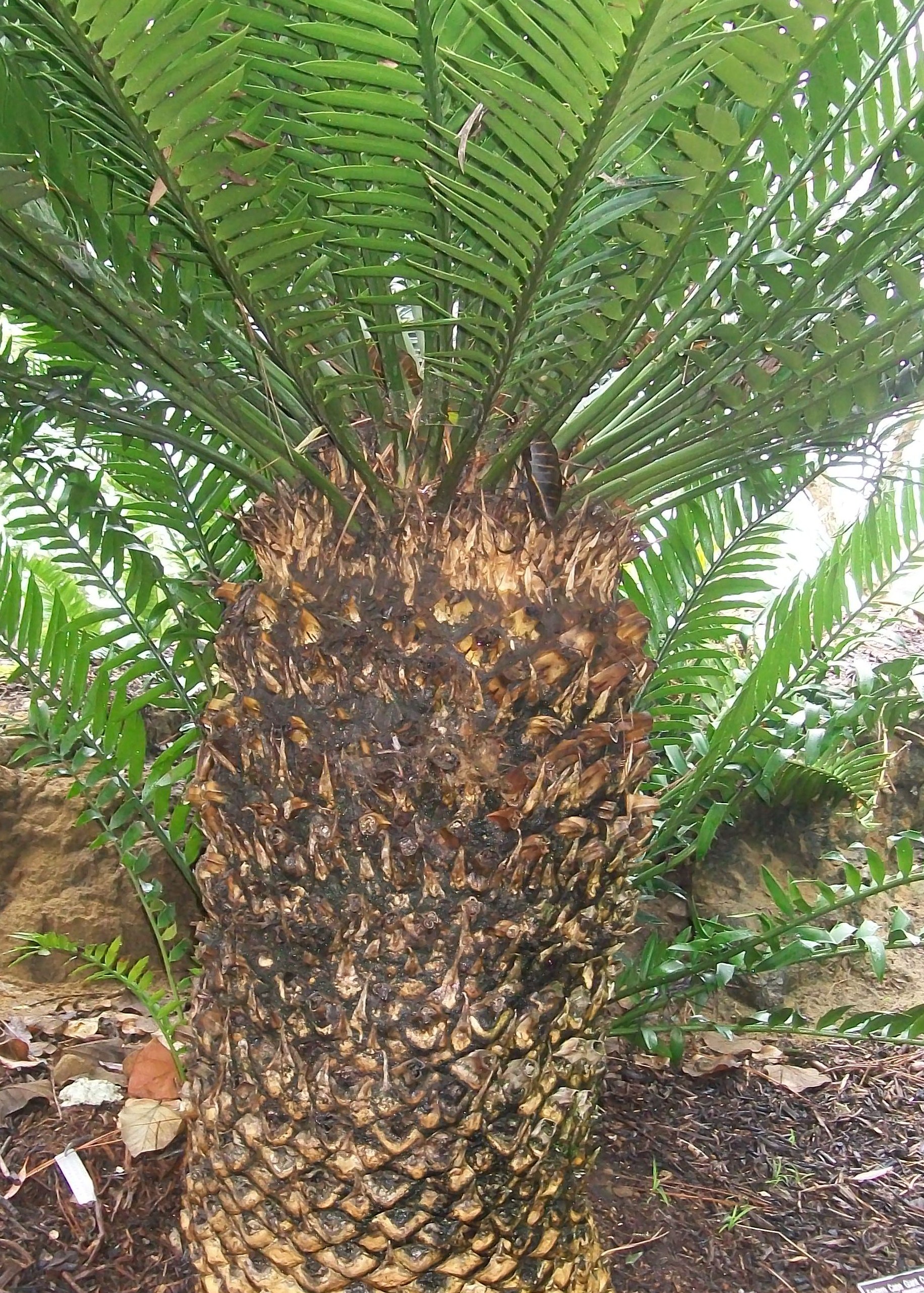 Encephalartos altensteinii / Bread Tree, Giant Cycad