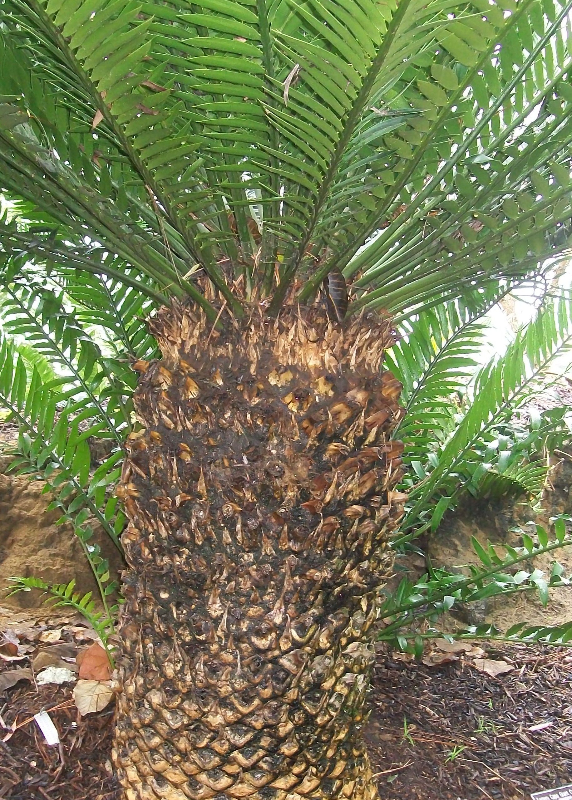 Encephalartos altensteinii / Encephalartos altensteinii