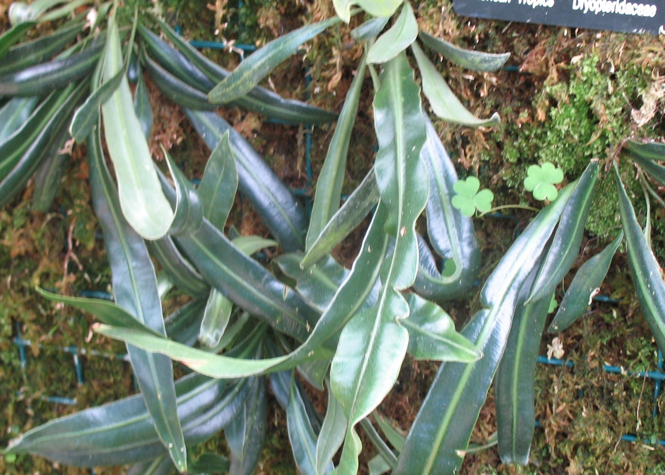 Elaphoglossum herminieri / Drooping Tongue Fern