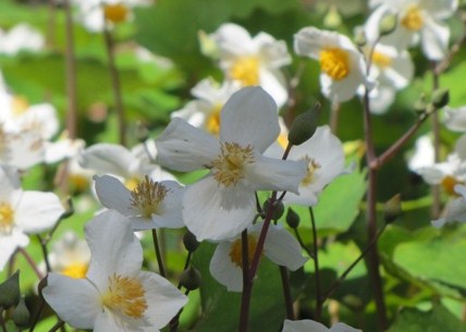 Eomecon chionantha  / Snow Poppy Chinese Bloodroot