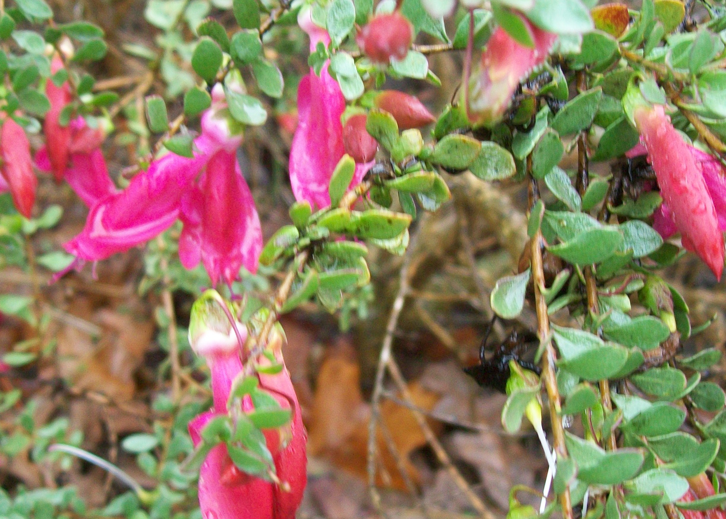 Eremophila maculata 'Valentine' / Eremophila