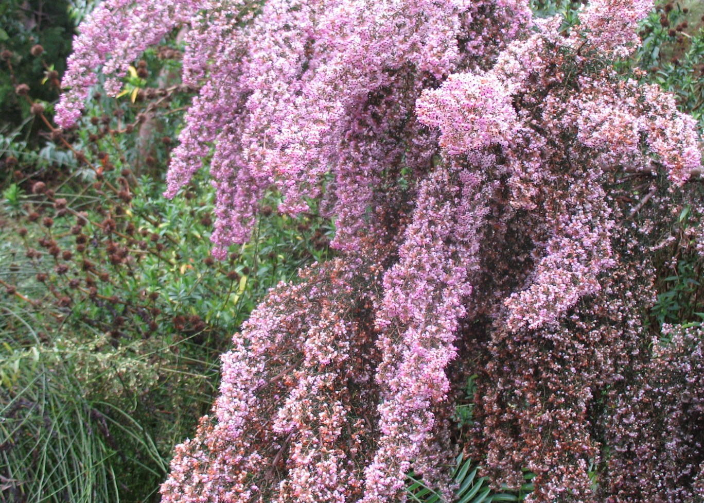 Erica canaliculata 'Rosea' / Pink Heath, Heath