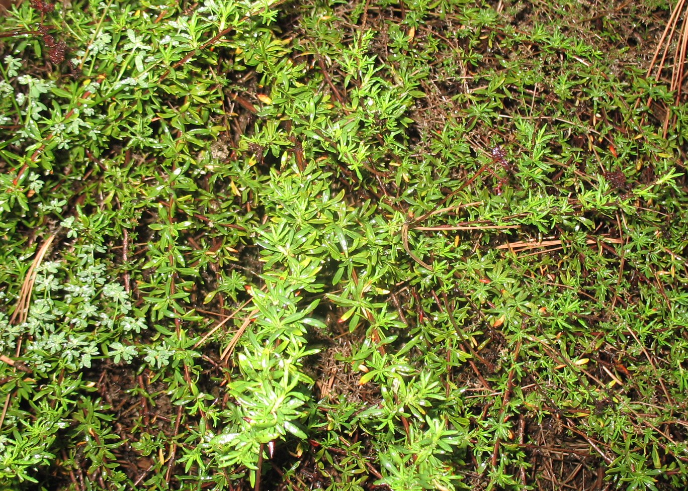 Eriogonum fasciculatum / California Buckwheat