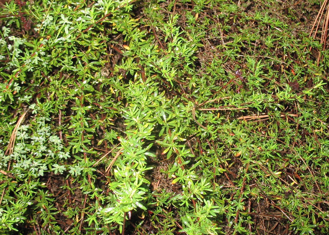 Eriogonum fasciculatum / Eriogonum fasciculatum