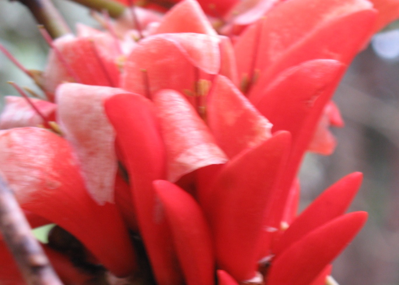 Erythrina lysistemon / Erythrina lysistemon