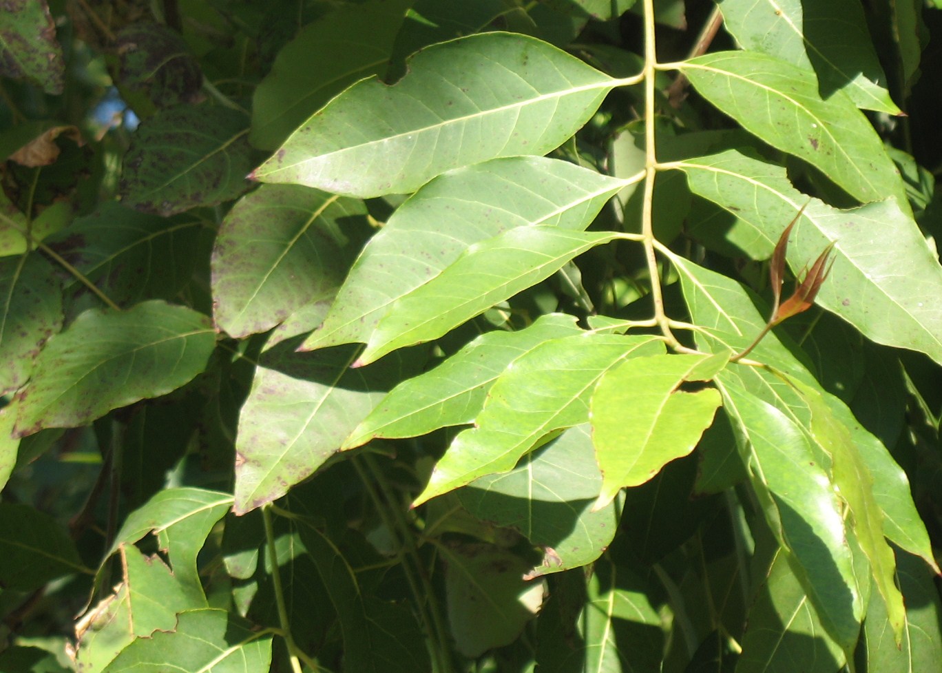 Eucalyptus deglupta  / Eucalyptus deglupta 