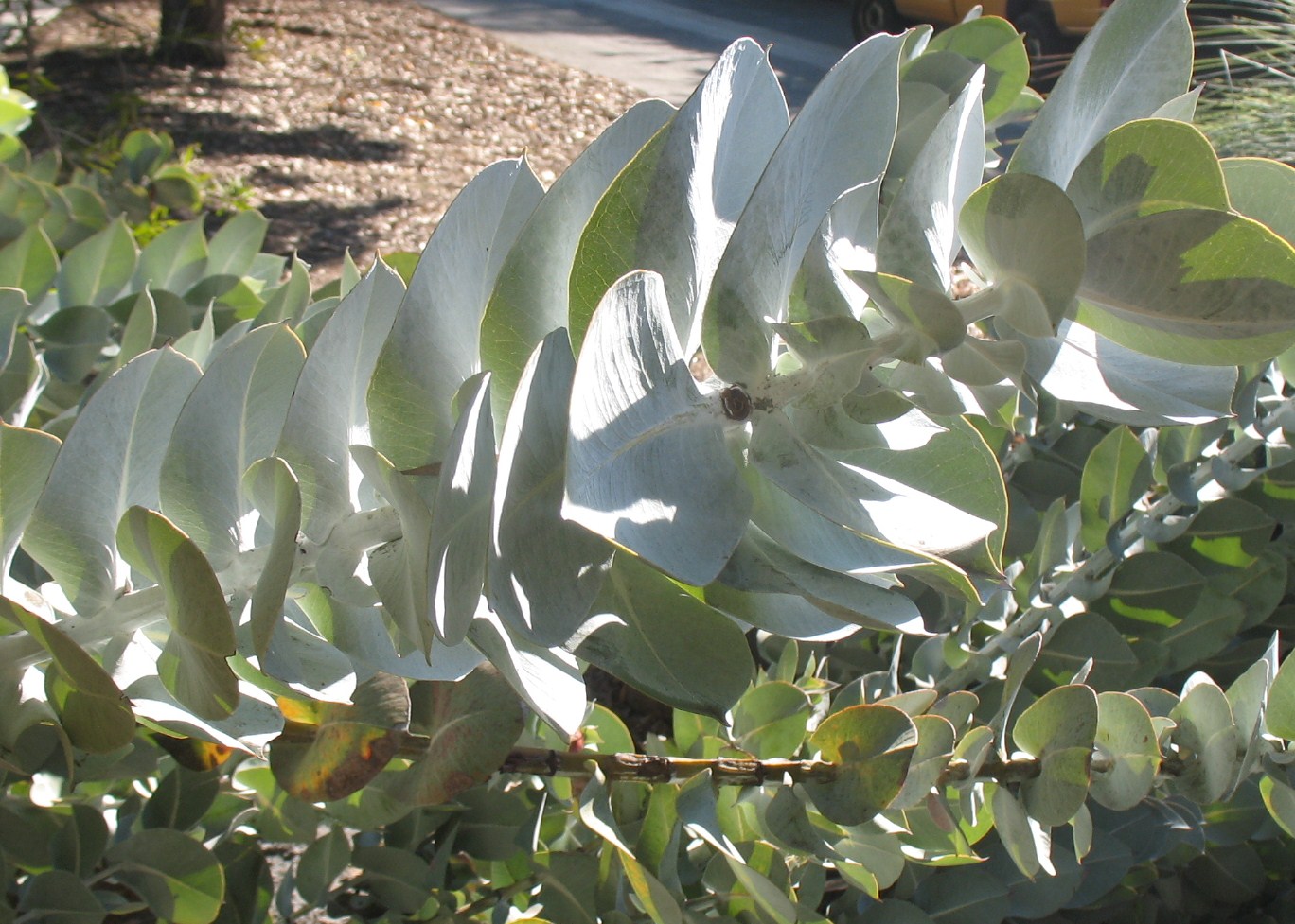 Eucalyptus x rhodantha  / Eucalyptus x rhodantha 