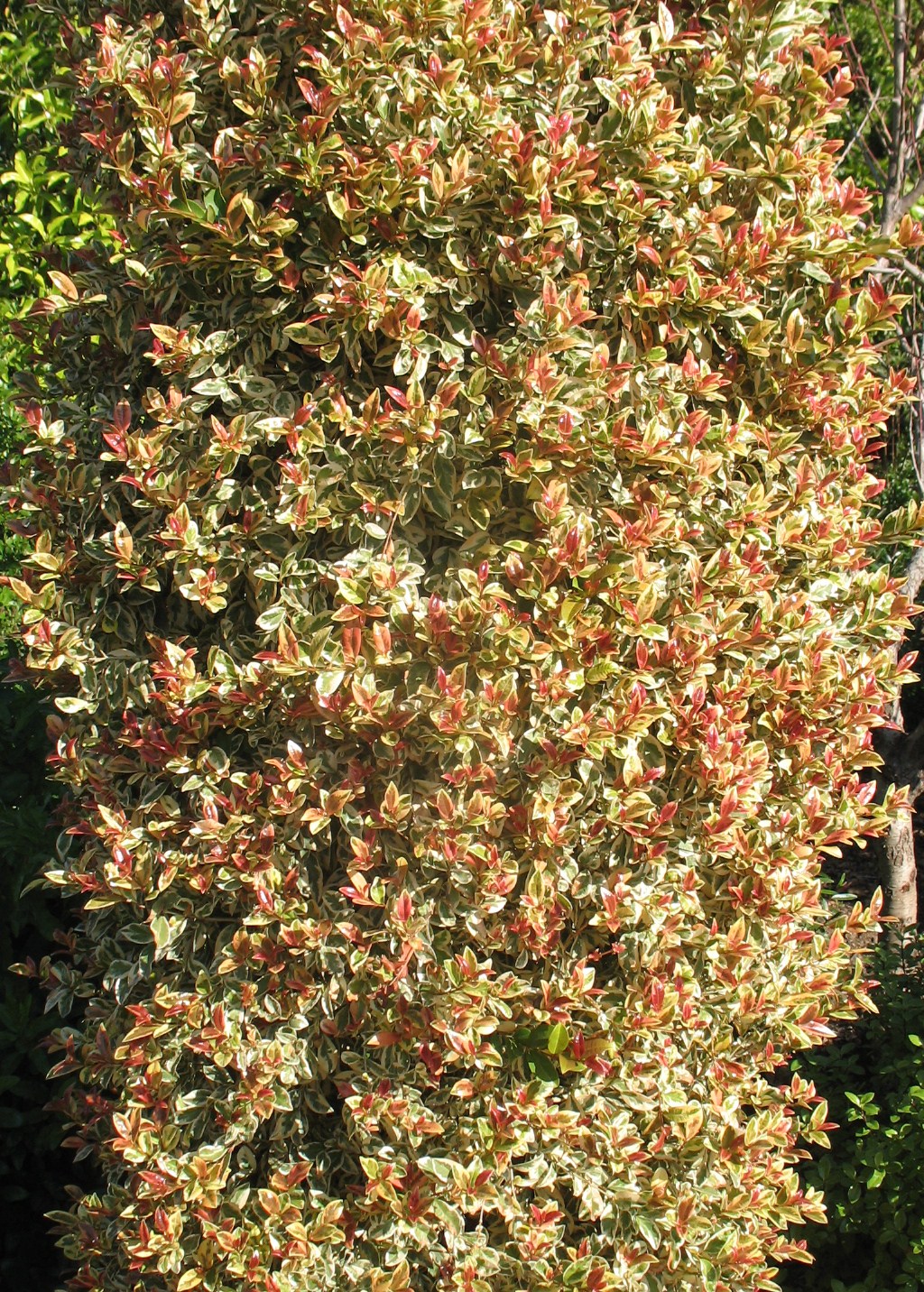 Eugenia myrtifolia 'Variegata' / Eugenia myrtifolia 'Variegata'