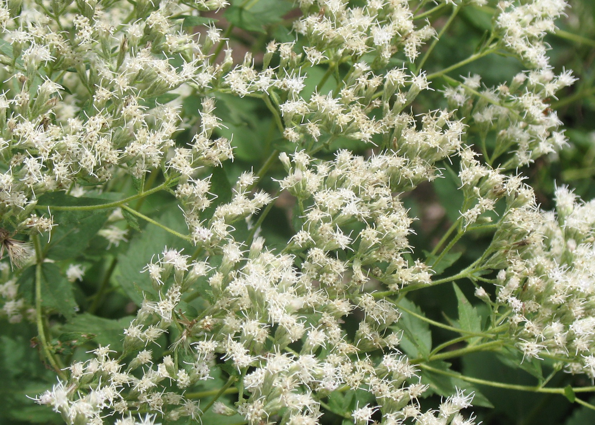 Eupatorium perfoliatum / Eupatorium perfoliatum