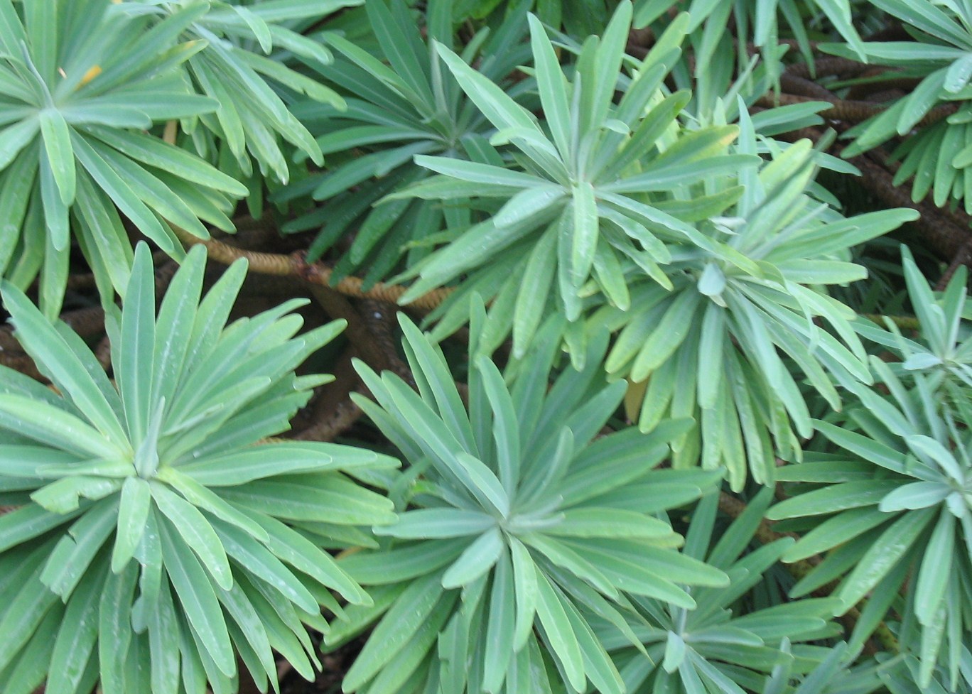 Euphorbia lambii / Spurge, Canary Island Spurge