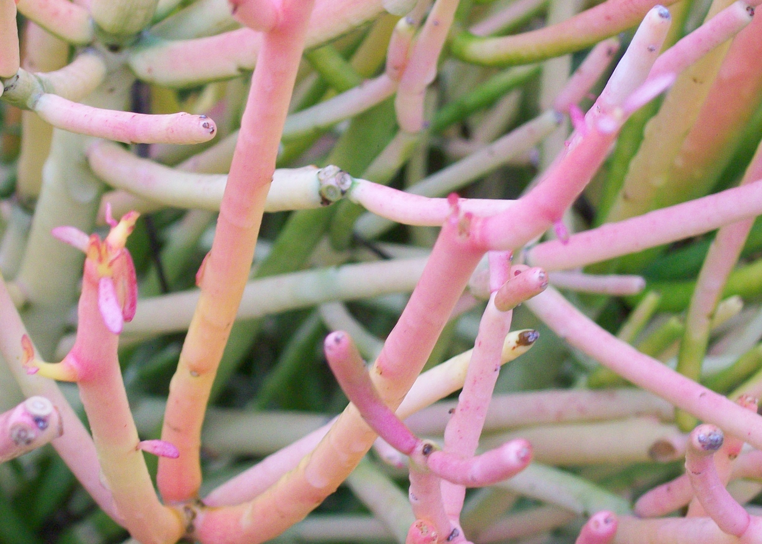 Euphorbia tirucalii 'Sticks of Fire' / Sticks of Fire, Red Pencil Tree