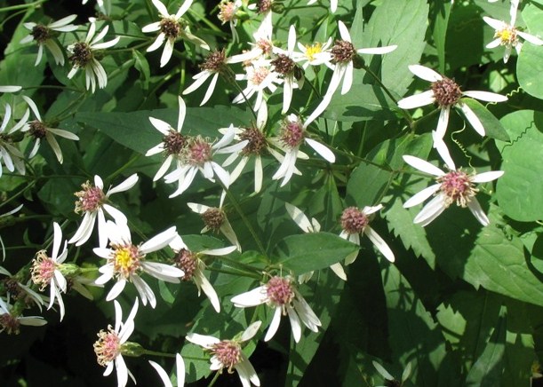 Eurybia divaricata / White Wood Aster