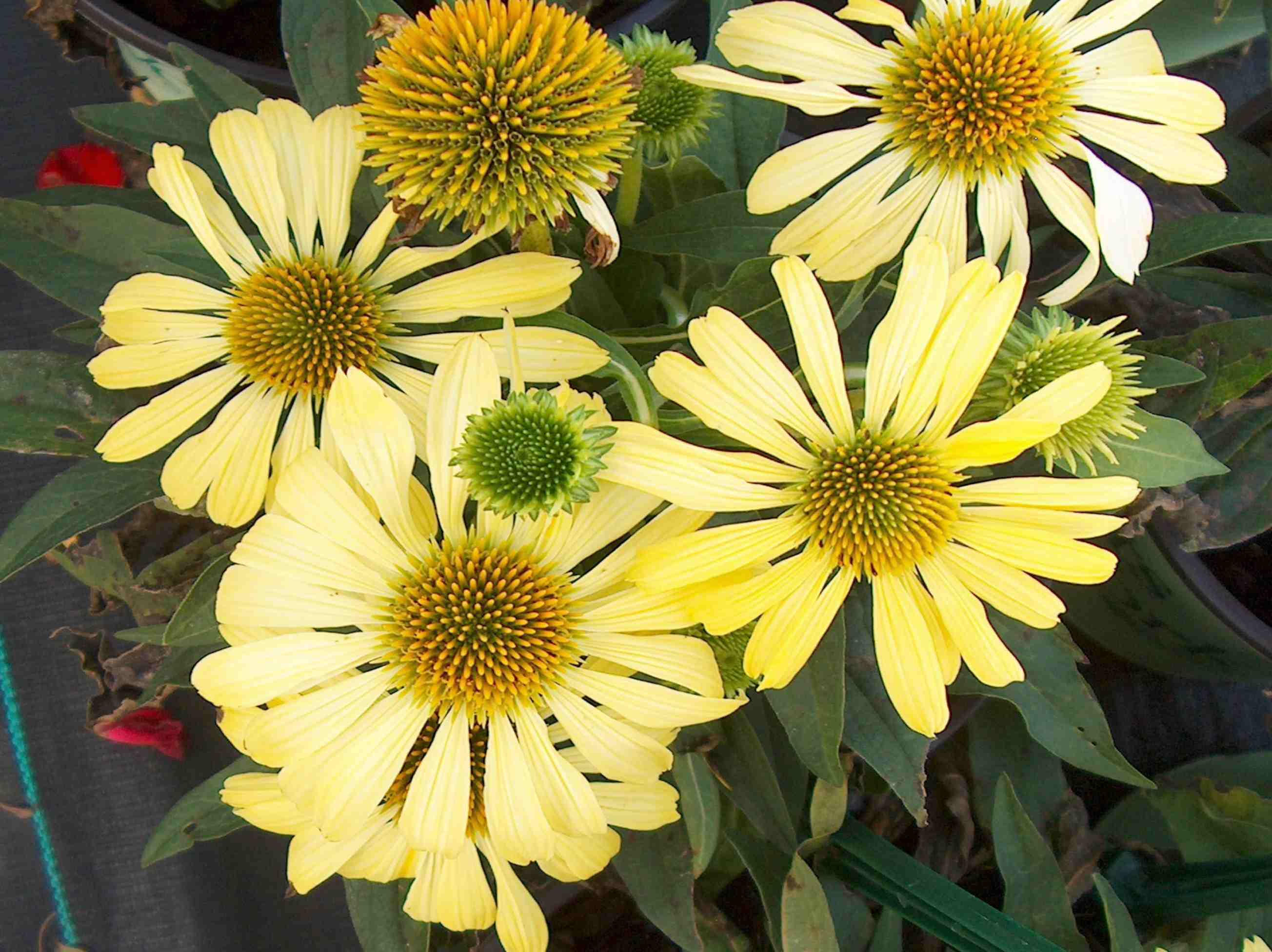 Echinacea 'Harvest Moon' / Echinacea 'Harvest Moon'