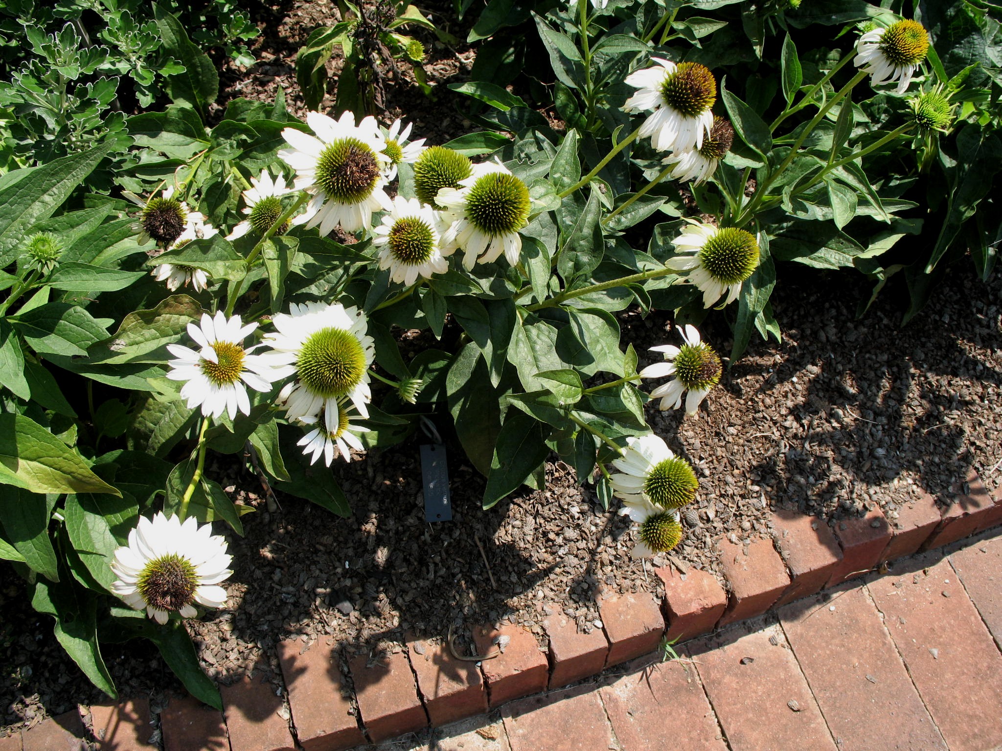 Echinacea 'White Swan'  / White Swan Coneflower