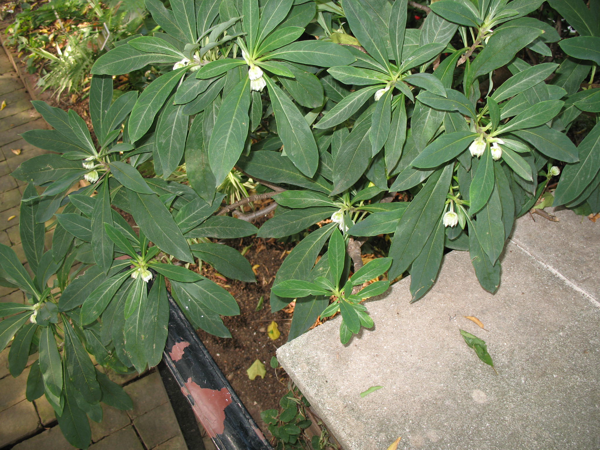 Edgeworthia chrysantha / Edgeworthia chrysantha