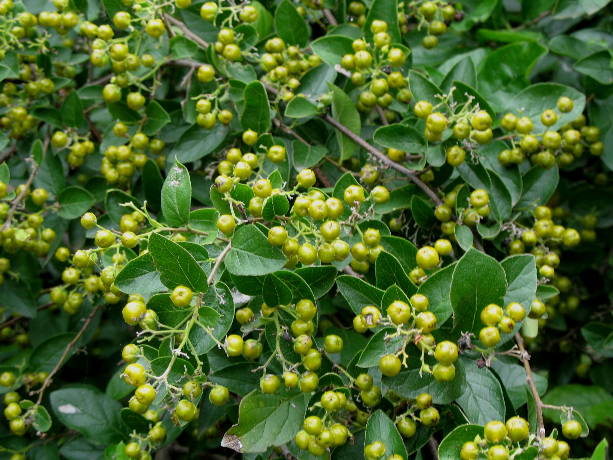 Ehretia anacua   / Anacua