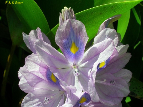 Eichhornia crassipes / Water Hyacinth