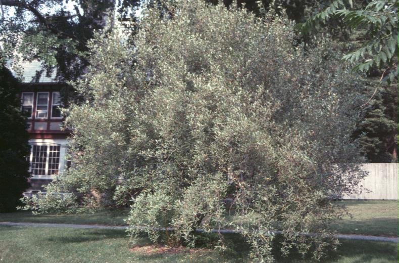 Elaeagnus angustifolia / Elaeagnus angustifolia