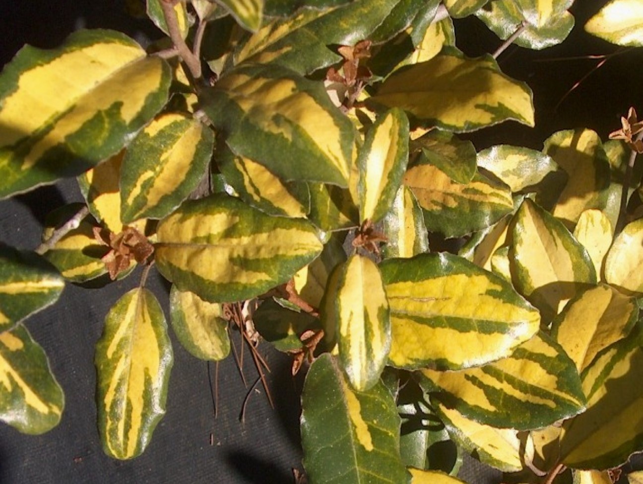 Elaeagnus pungens 'Maculata'   / Golden Elaeagnus