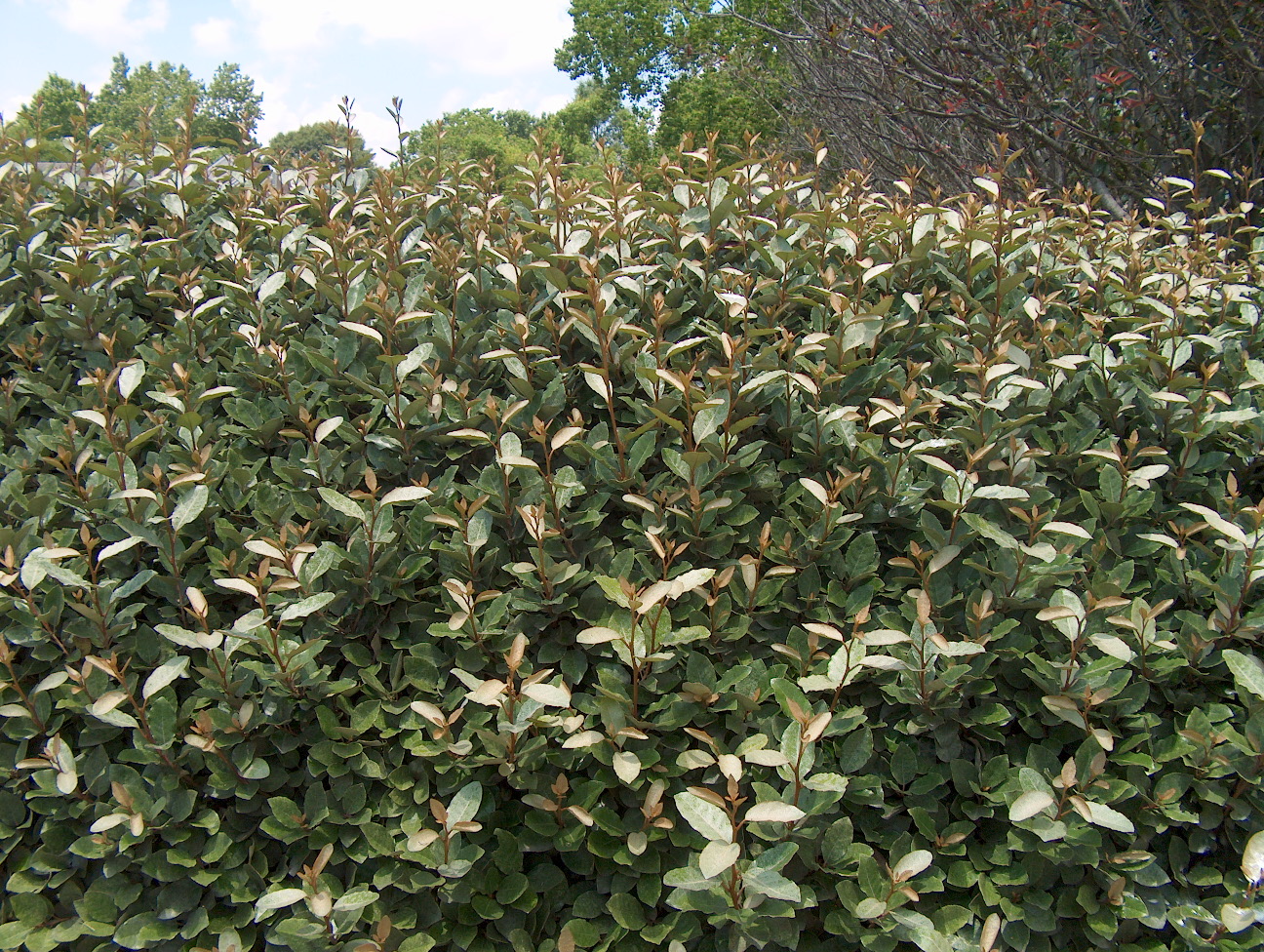 Elaeagnus pungens / Elaeagnus