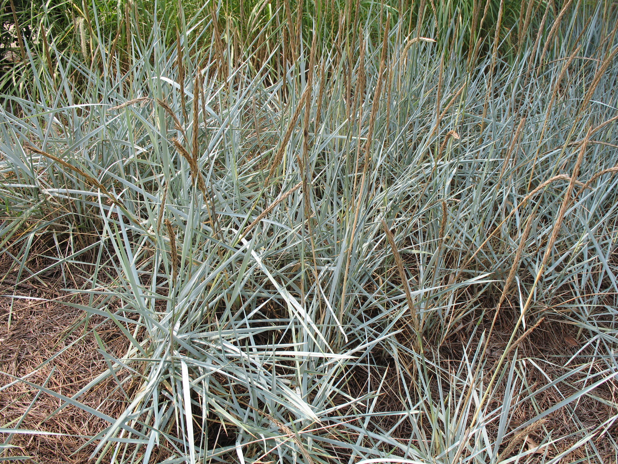 Elymus arenarius glaucus 'Blue Dune'   / Elymus arenarius glaucus 'Blue Dune'  