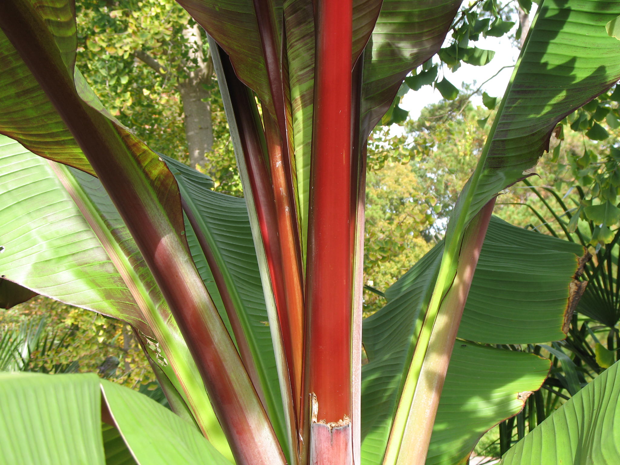 Ensete ventricosum 'Maurelii'  / Ensete ventricosum 'Maurelii' 