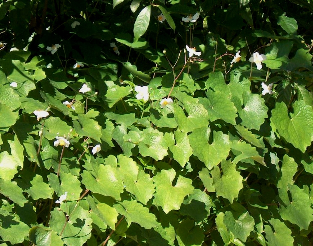 Eomecon chionantha / Snow Poppy