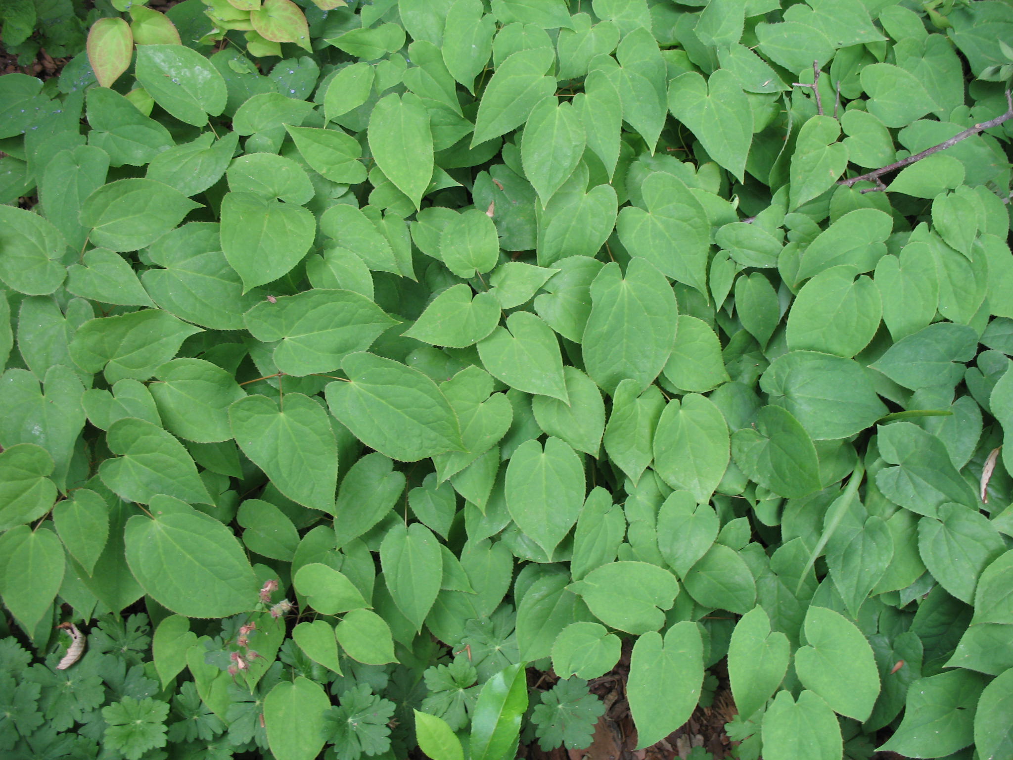 Epimedium alpinum 'Rubrum'   / Alpine Barrenwort