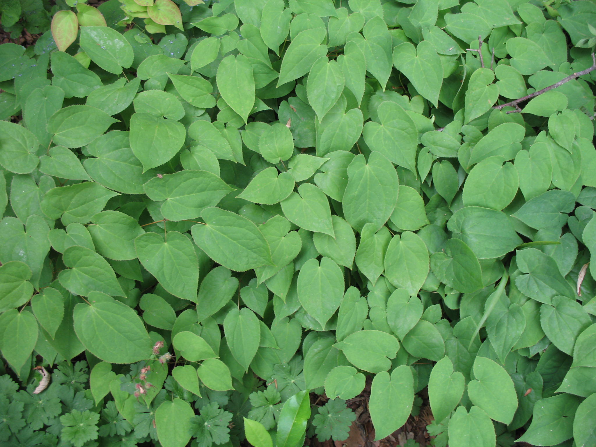 Epimedium alpinum 'Rubrum'   / Epimedium alpinum 'Rubrum'  