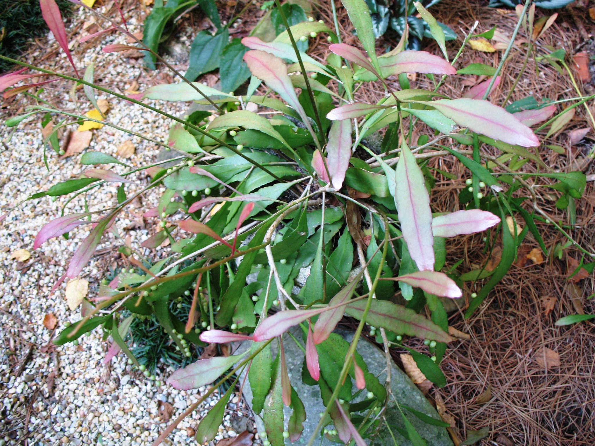 Epiphyllum species / Orchid Cactus