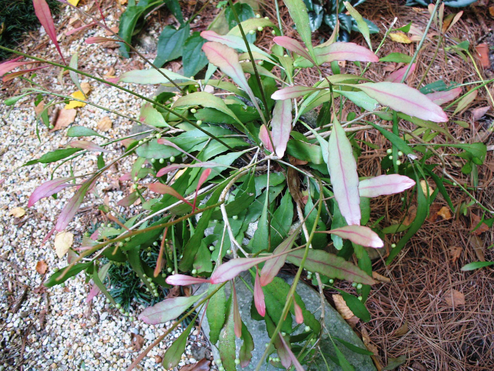 Epiphyllum species / Epiphyllum species