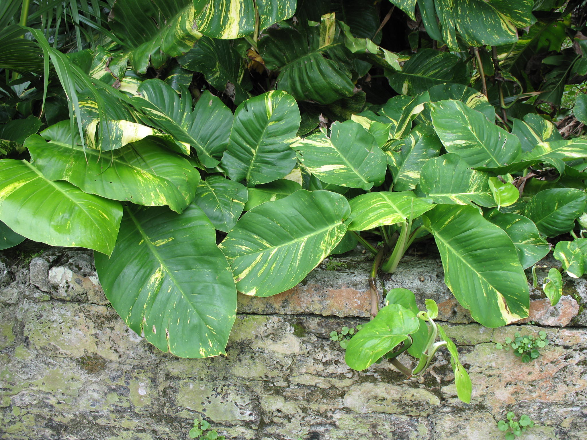 external image 3262.jpg