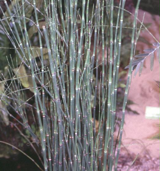 Equisetum hyemale / Horsetail